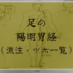 【足の陽明胃経】経絡・絡脈・経別・経筋まとめ（流注、循行、経穴一覧など）